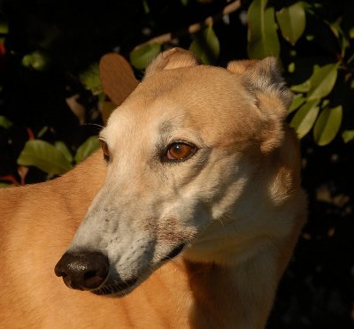 Axel