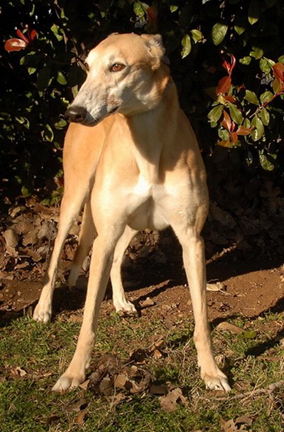 Axel