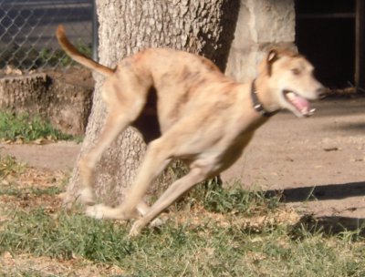 Duke