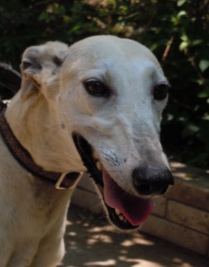Jodi