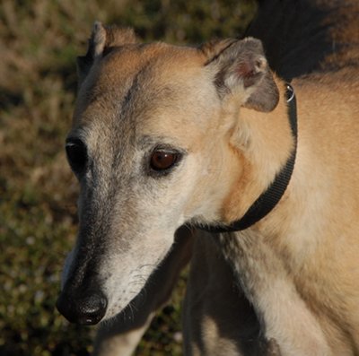 Lisa