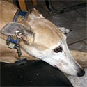 Chessie