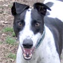 Domino
