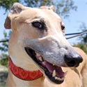 Tasha