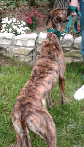 Duchess - 04/26/2005