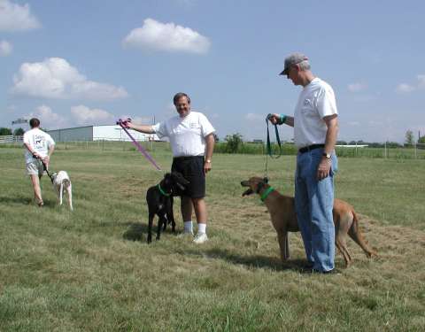 Is this how you walk a greyhound?