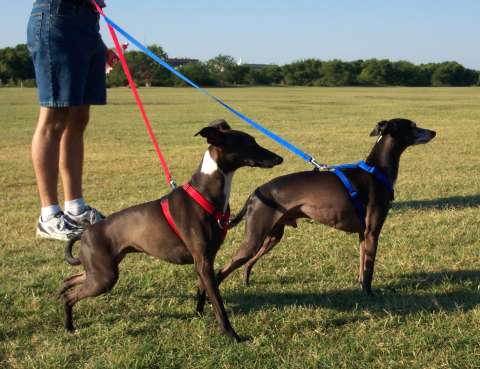 Hey, we're greyhounds, too!  Just of the smaller variety.