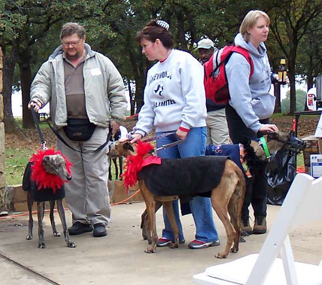 Some of our available greyhounds looking for homes.