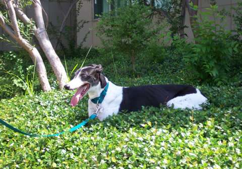 Sabrina watching all the commotion from the shade.