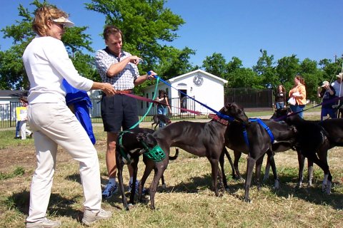 How many black greyhounds are there?