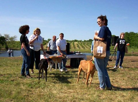 May is Senior Month.  Here are some of our senior greyhounds.