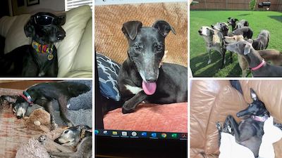 Various greyhounds