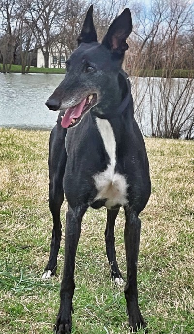 Izzy