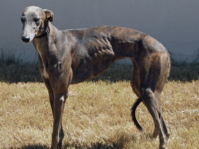 greyhound blue brindle