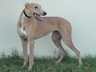 blue fawn greyhound