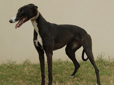 Greyhounds Unlimited