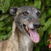 Hound thumbnail