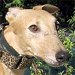 Hound thumbnail