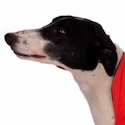Tego