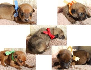 Puppies