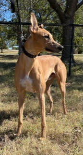 Otto