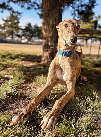 Cooper