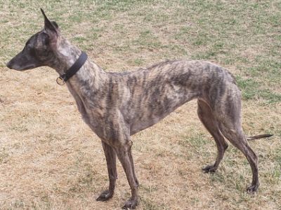 do greyhounds play fetch