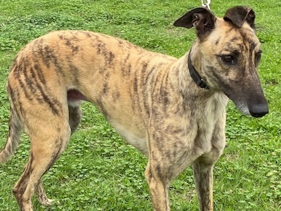 Red sales brindle greyhound