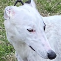 Alfie